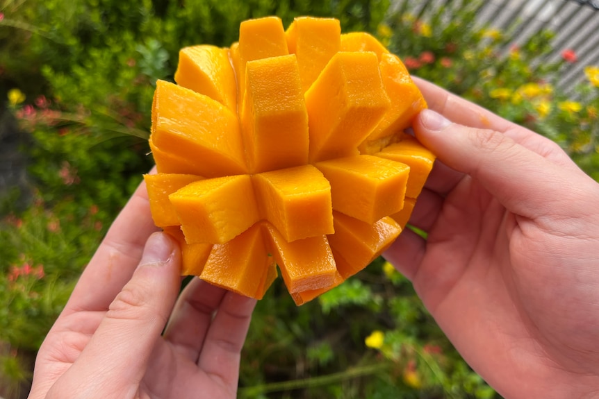 Cut mango is held in hands