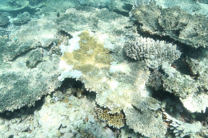 Underwater shots from the Great Barrier Reef