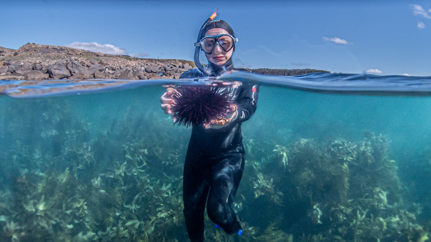 Snorkeller with urchin held just under the water.