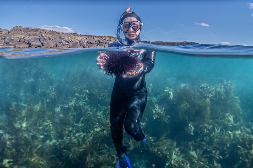 Snorkeller with urchin held just under the water.