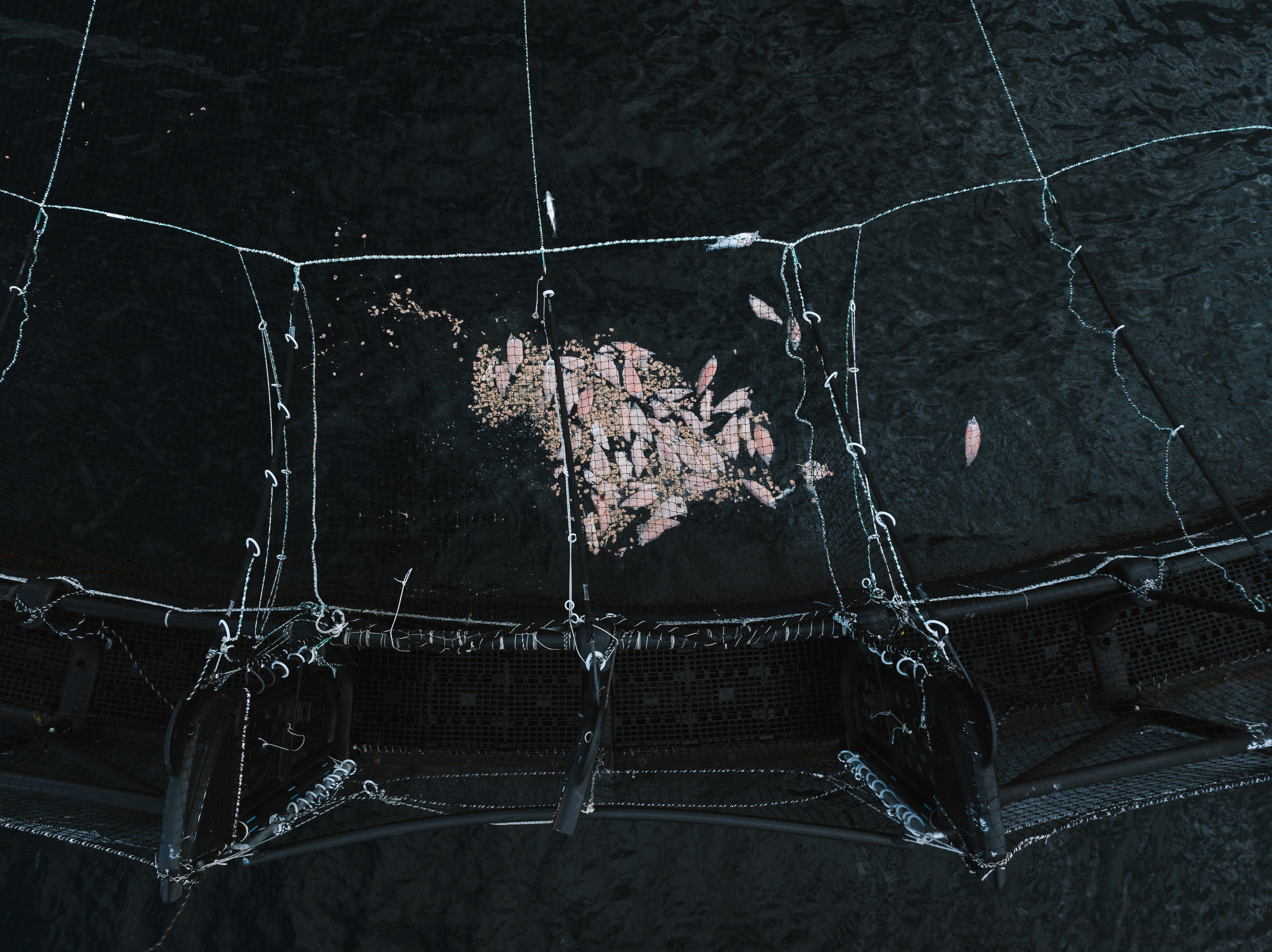 More than 1,000 tonnes of dead salmon in December 'levels we would expect', industry says