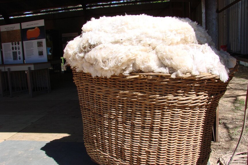 superfine Merino wool in a basket