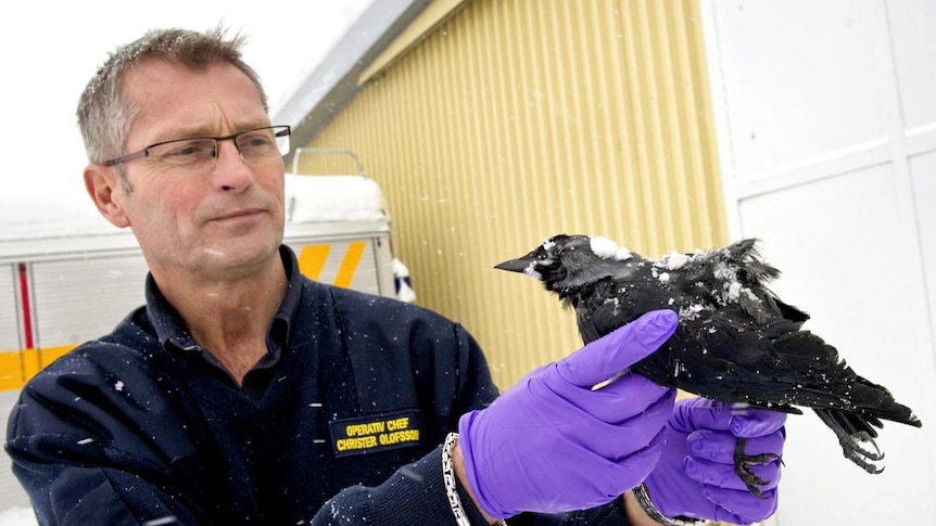 Rescue chief Christer Olofsson holds a dead bird in Falkoeping, Sweden
