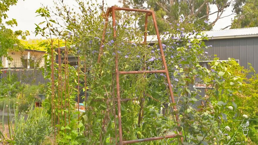 A metal climbing frame in the middle of a vegie bed.