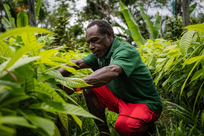 A close up of a man tending to plants in a cocoa nursery.