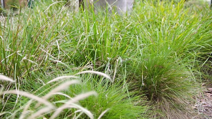 Native grasses growing on the edge of a pathway