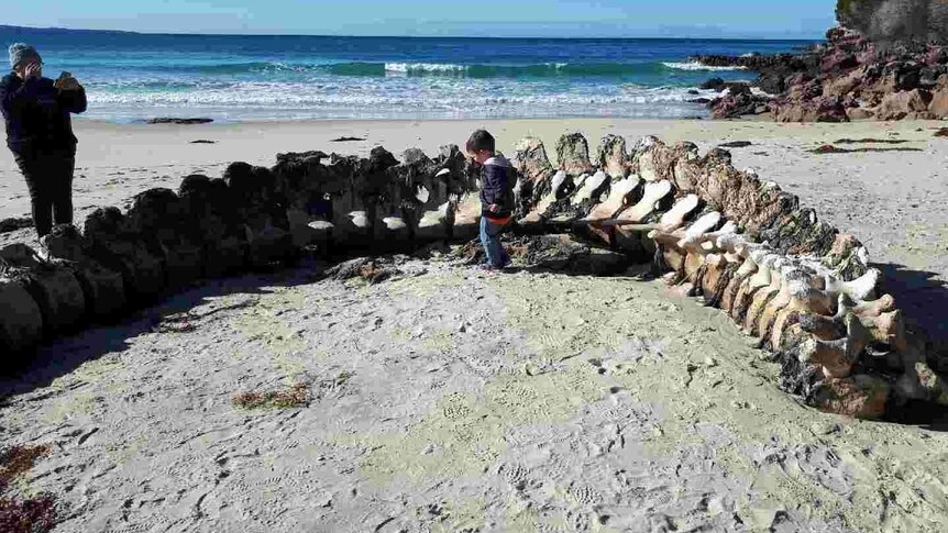 a large whale spine sits on the beach covered in seaweed and rotting flesh