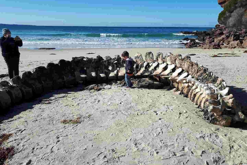 A large whale spine sits on the beach covered in seaweed and rotting flesh.