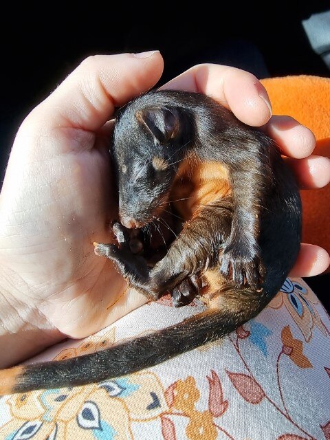A baby western ringtail possum in someone's hand.