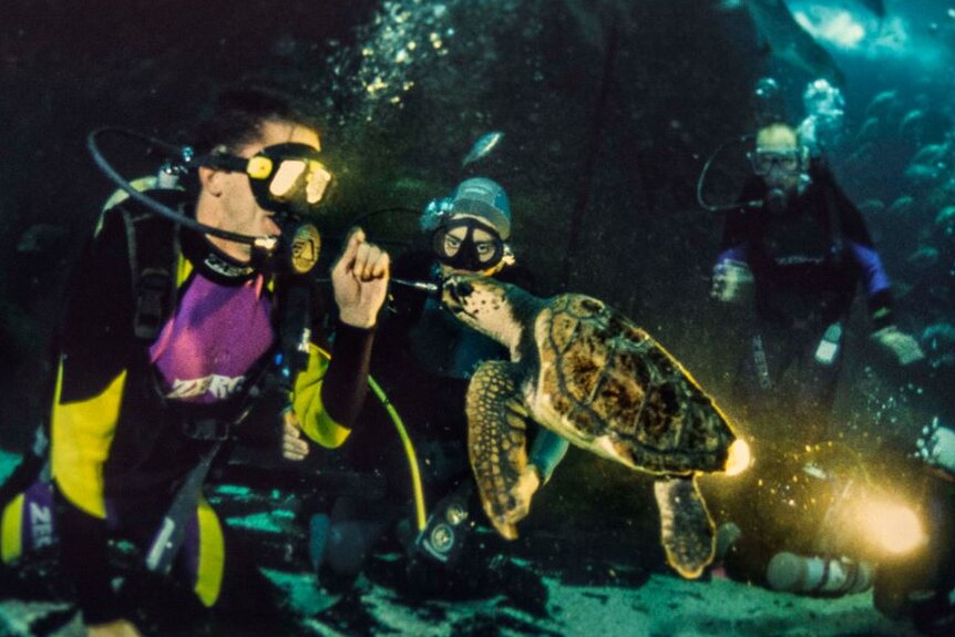 Two scuba divers interact with a juvenile turtle