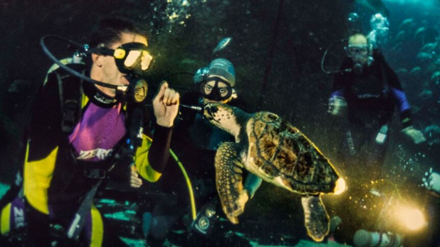 A juvenile turtle interacts with two scuba divers