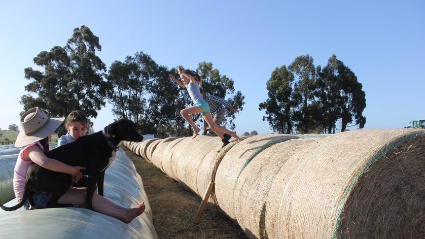 Kids leap from hay bales to silage rolls