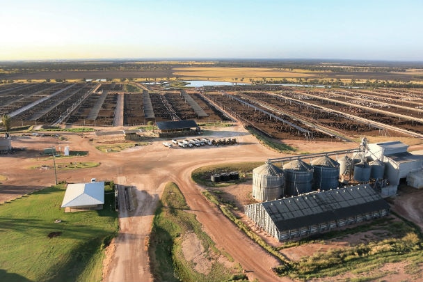 An aerial drone shot of an industrial cattle feedlot. 