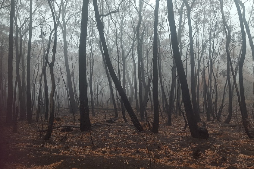 Blackened trees in the Blue Mountains region after meg fires burnt out half a million hectares.