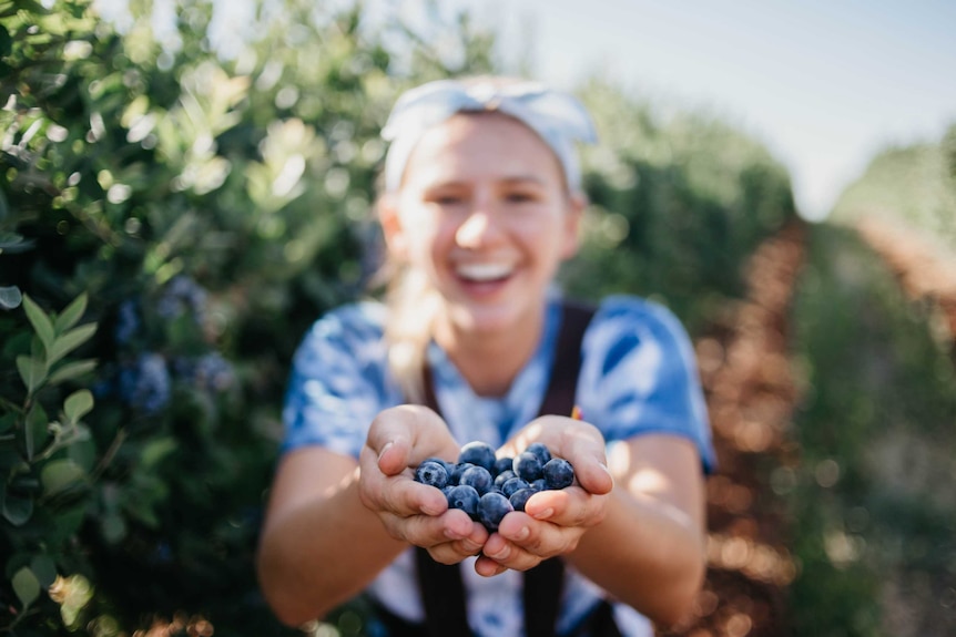 A woman who is out of focus with her hands out in front of her holding freshly-picked blueberries to depict blueberry explainer.