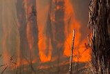 Bushfires burn in the Gippsland region southeast of Melbourne