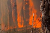 Bushfires have burnt around 6,200 hecatares in the Gippsland region southeast of Melbourne.