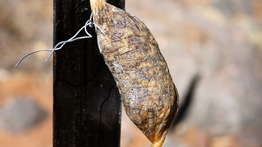 A beef bait injected with 1080 poison hangs on a steel post.