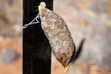 A beef bait injected with 1080 poison hangs on a steel post.