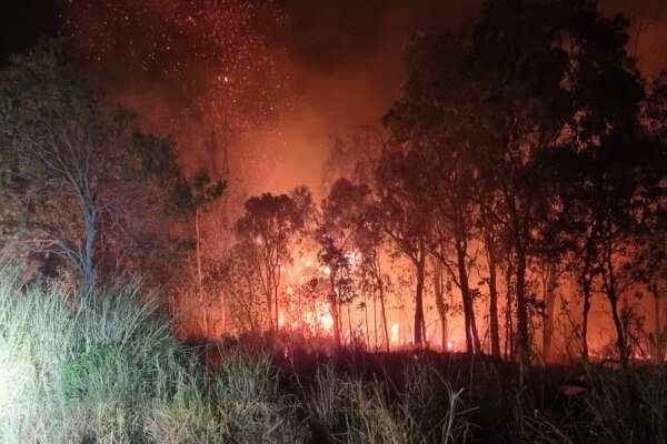 A glowing blaze behind gum trees