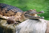 A freshwater crocodile