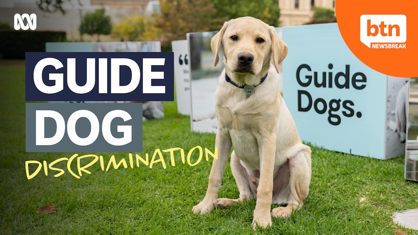 A guide dog sitting on grass with the words Guide Dog discrimination.