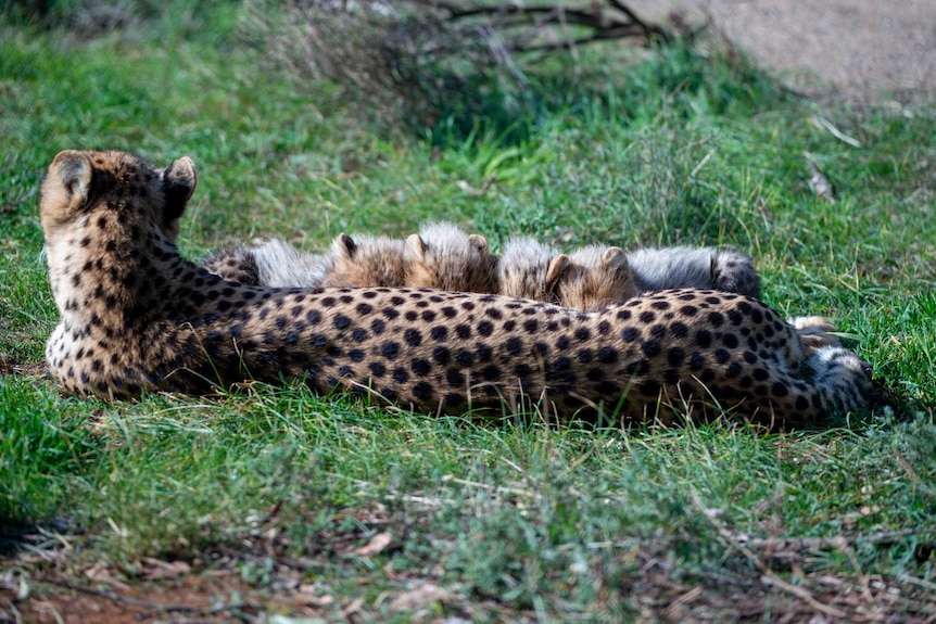 Monarto cheetah Kesho with her four pups