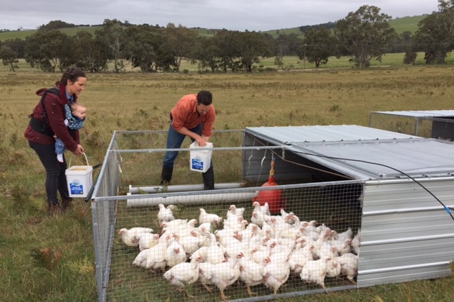 The Bradman family feed the chickens on their farm in South Australia.