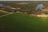 From the air you can see irrigated crops alongside the Murray River.