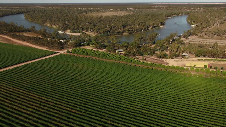 From the air you can see irrigated crops alongside the Murray River.