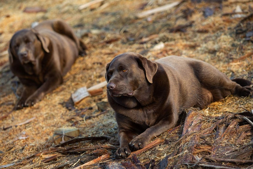 Dogs lazing in the sun while the men cut firewood.