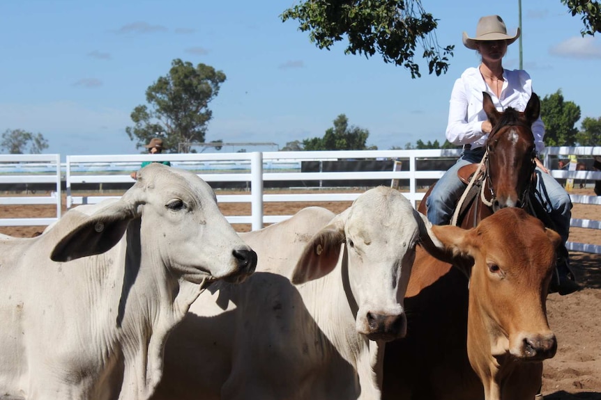 National campdraft champion Shari Knudsen at the Clermont campdraft