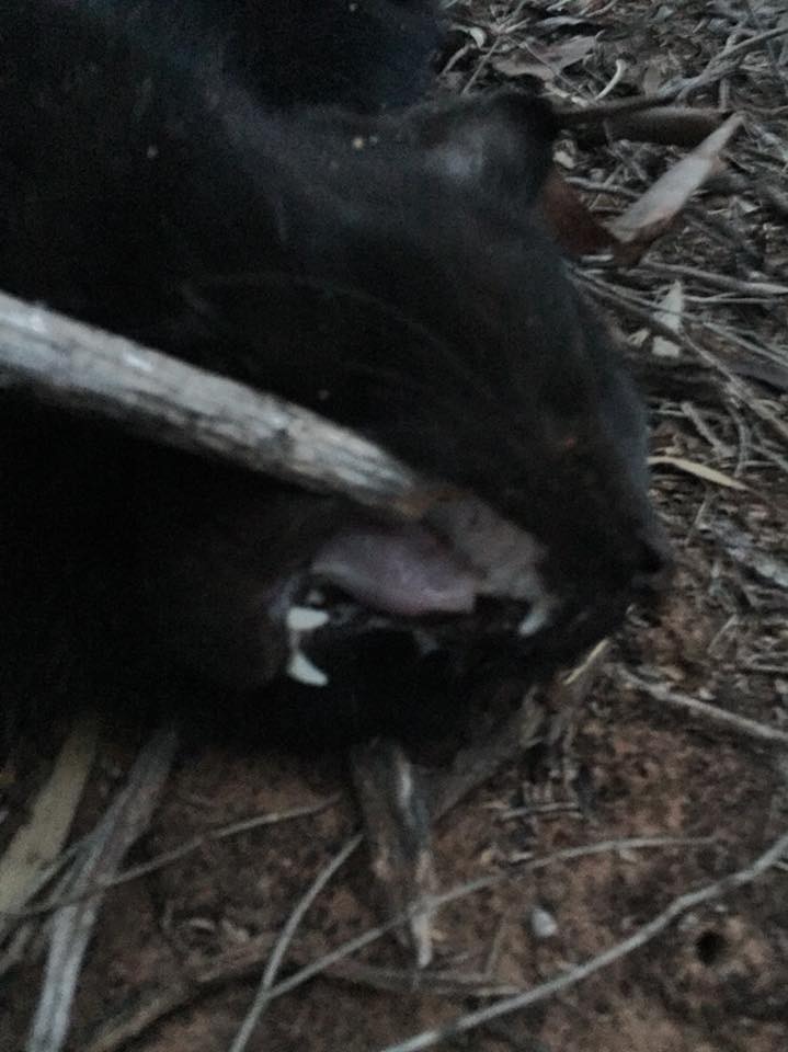 Picture of dead black cat