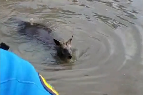 wallaby swimming