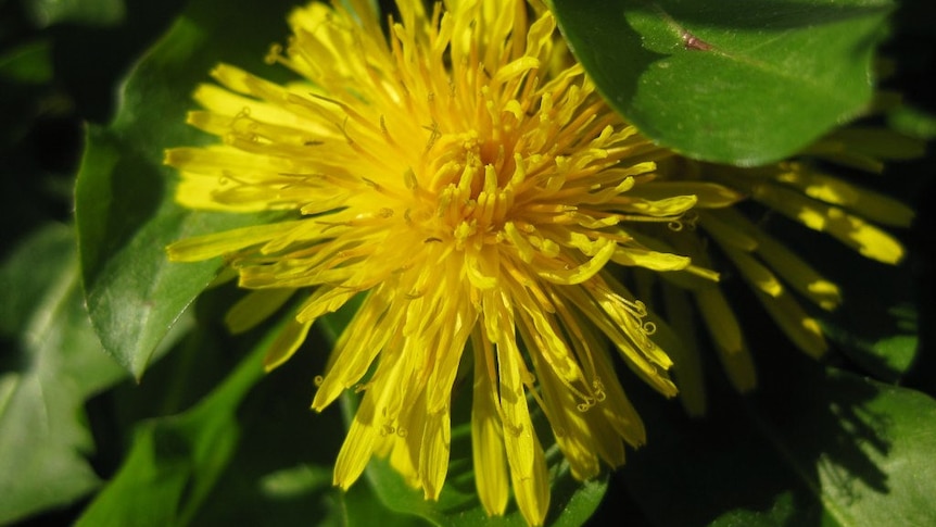 Dandelion flowers are edible and make a colourful addition to salads.