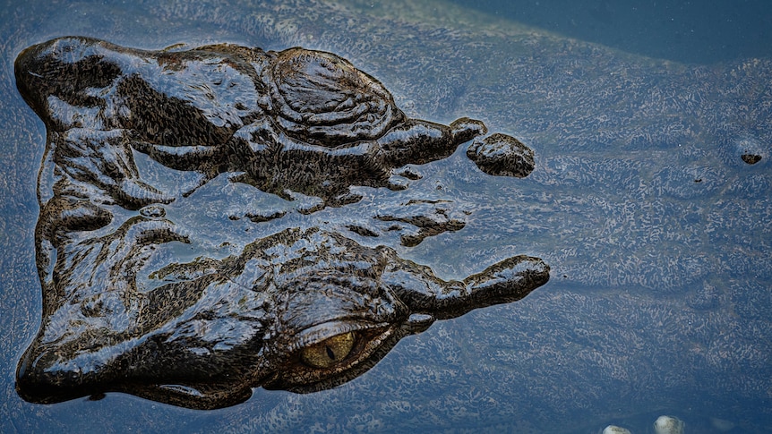 A crocodile's head is seen just below the water.