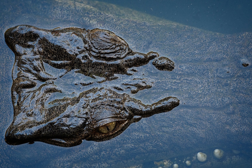 A crocodile's head is seen just below the water.