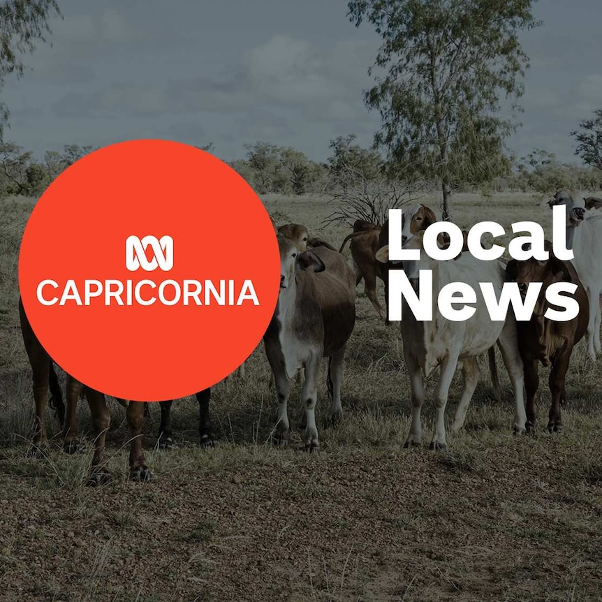 Cattle in a paddock; ABC Capricornia and Local News superimposed over the top.