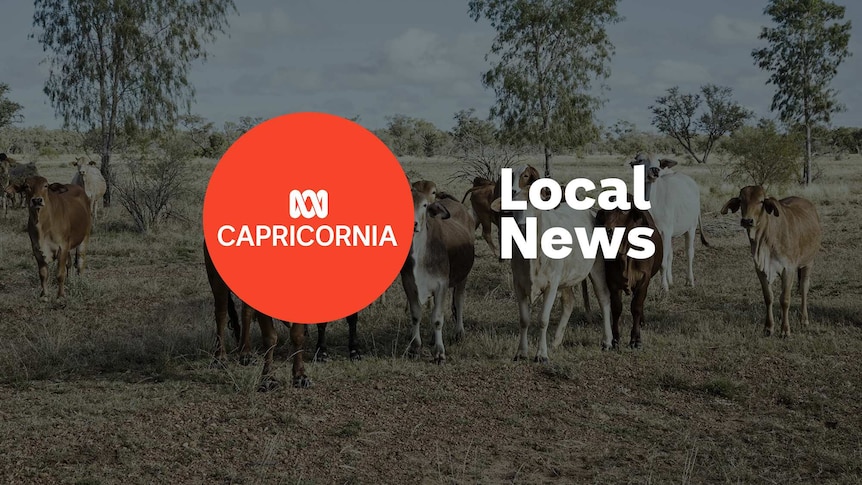 Cattle in a paddock; ABC Capricornia and Local News superimposed over the top.
