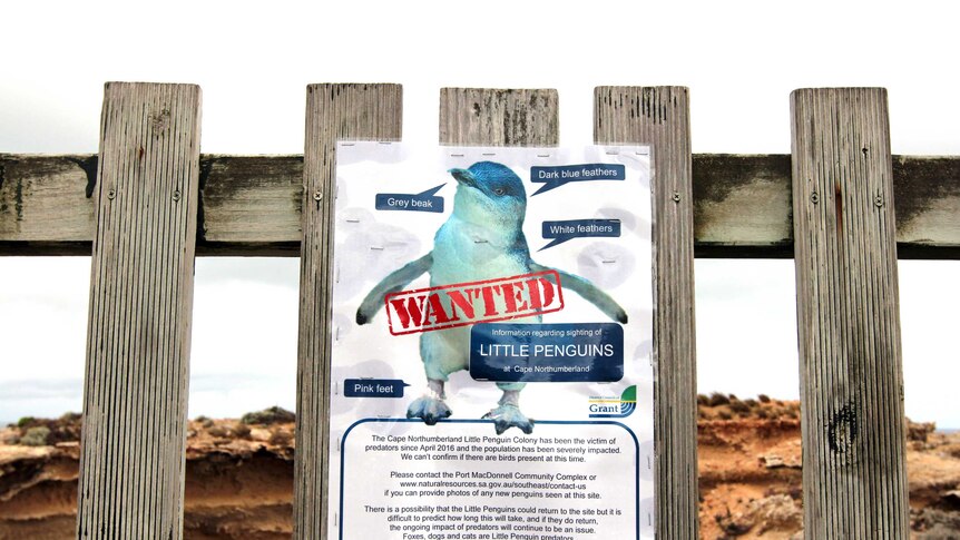 Report fairy penguin sightings sign