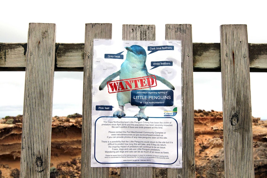 Report fairy penguin sightings sign