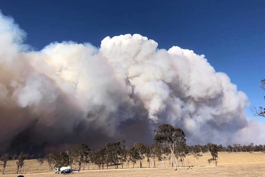 Bees nest fire