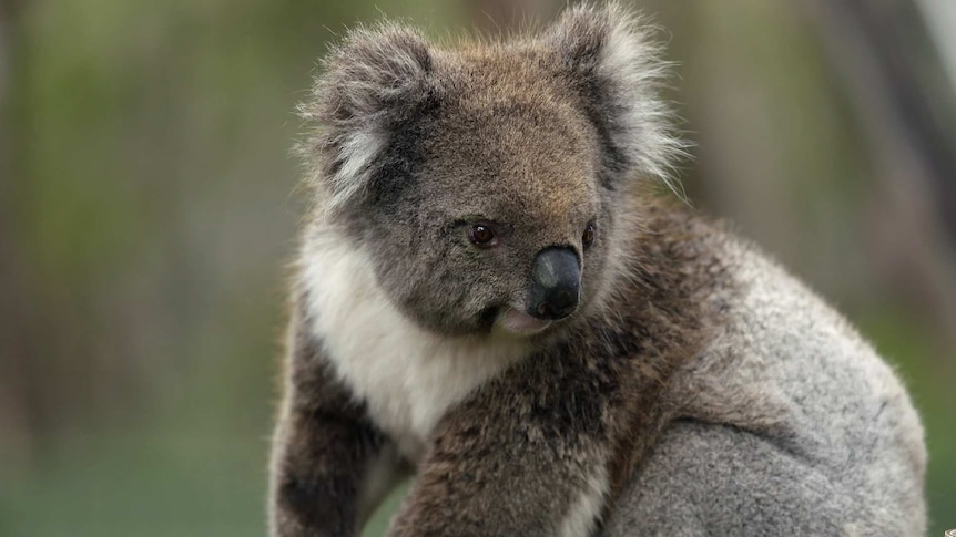 A koala