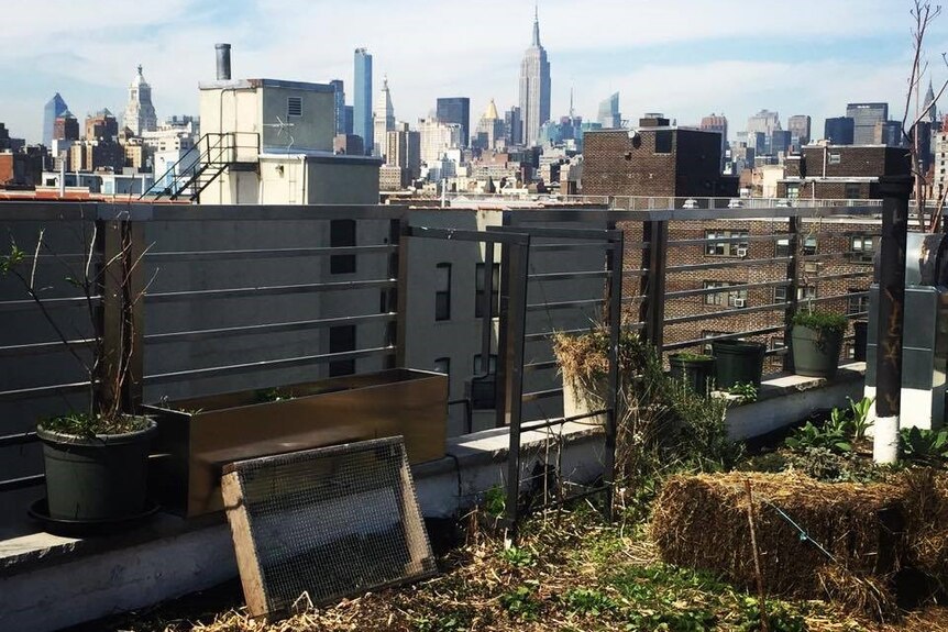 Lines of green vegetation on the roof of the co-op, the empire state building visible in the background