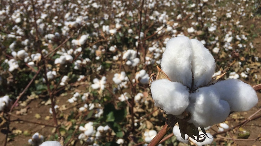Ord Valley cotton