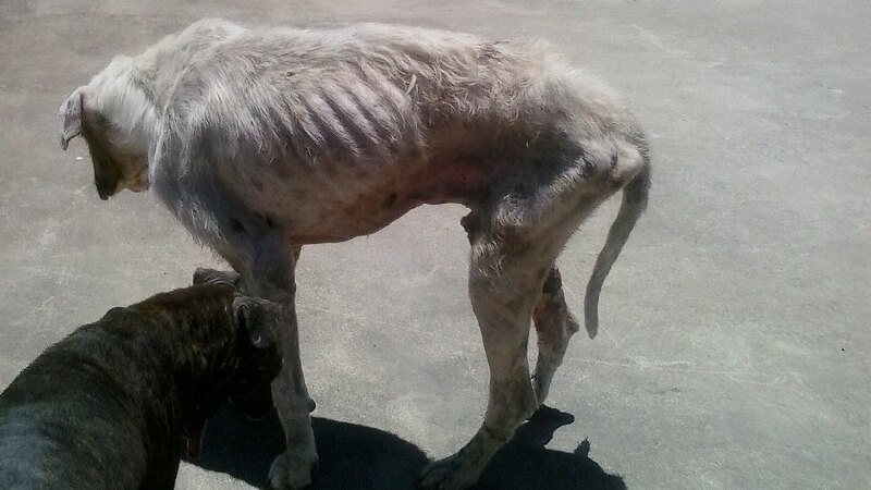 Dogs Starving And Neglected In Far North Queensland Indigenous