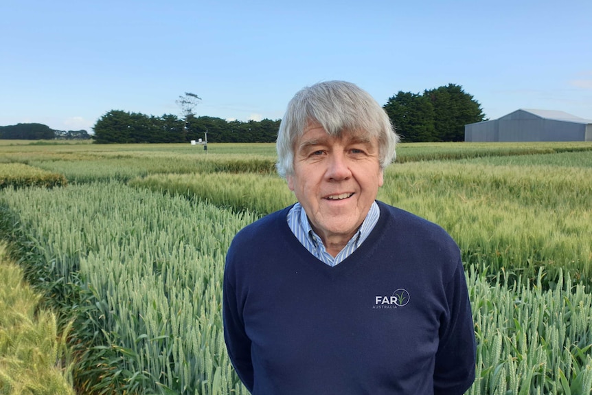 Researcher Nick Poole standing in front of his trial plots of green and healthy crops.