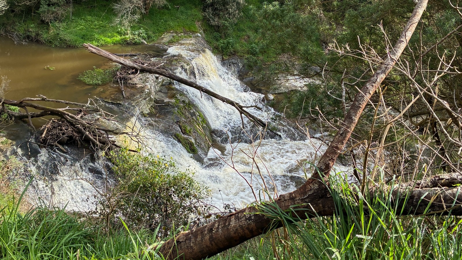 A small waterfall among several fallen trees.