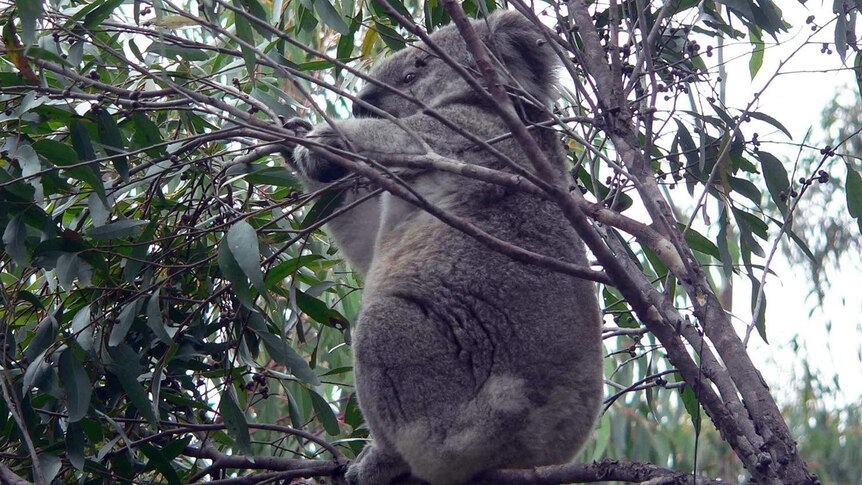 Koala in Mumbulla State Forest