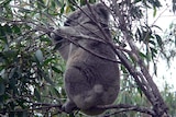 Koala in Mumbulla State Forest